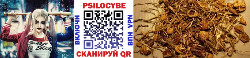 Псилоцибиновые грибы Cubensis  купить  цена  Шарыпово 